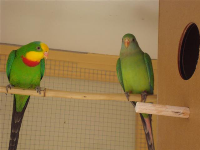 COUPLE DE BARRABAND 04 (Small).JPG