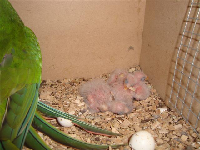 4Ã¨me PETITE BARRABAND 02 (Small).JPG