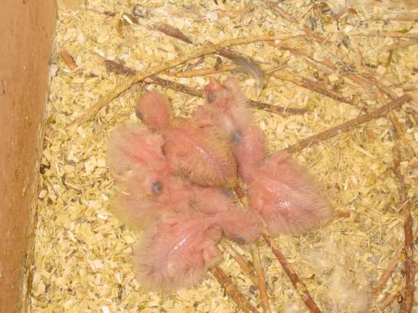 6 bÃ©bÃ©s600pix.jpg