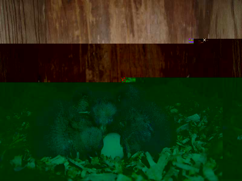 006 nvc kakarikis.jpg