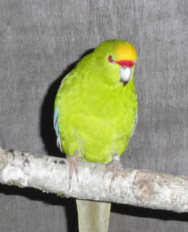 kak fj mÃ¢le cin.jpg