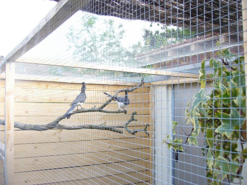 Couple Touracos ventre blanc P.JPG