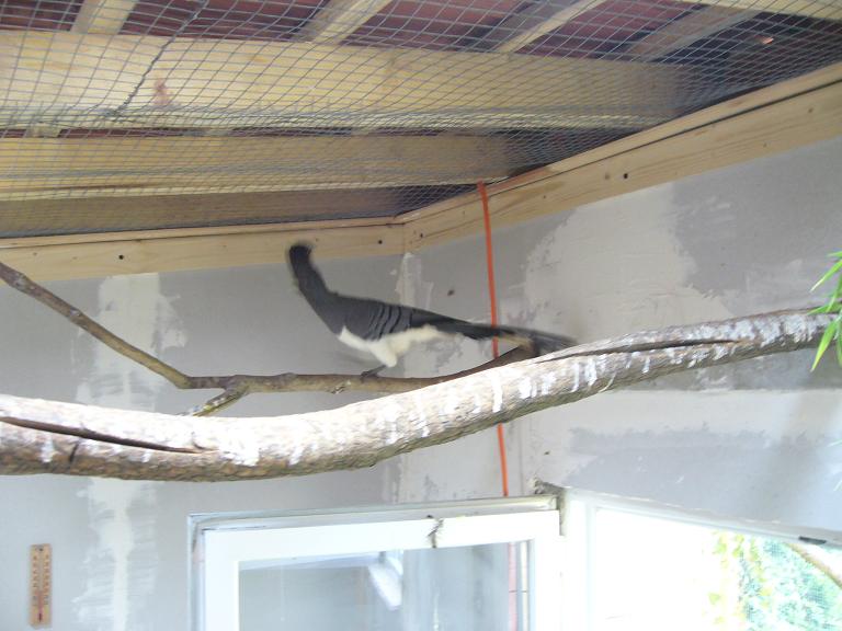 FEMELLE RESERVE p.JPG