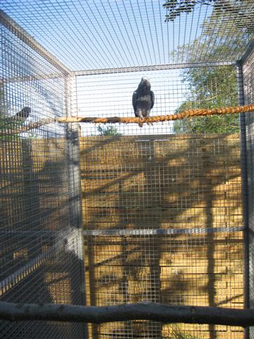 voliÃ¨res terminÃ©es 004 (Small).jpg