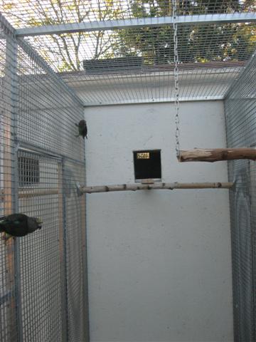 voliÃ¨res terminÃ©es 008 (Small).jpg