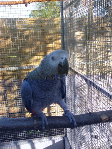 voliÃ¨res terminÃ©es 006 (Small).jpg