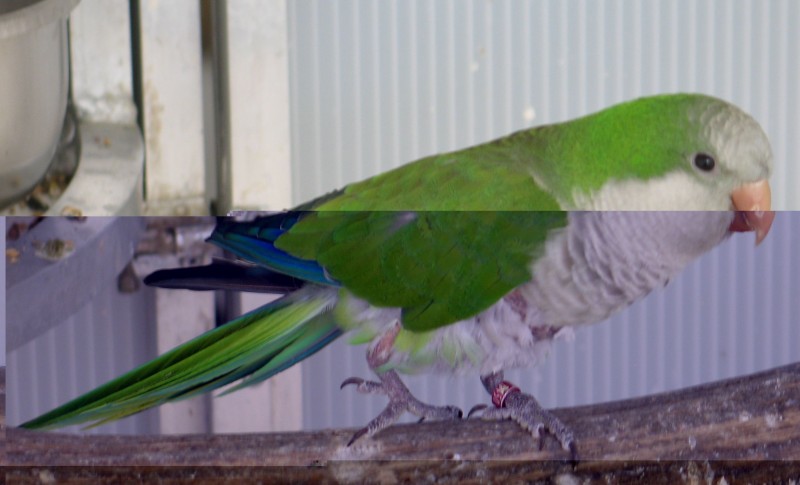 20100524mirabelle 008a.jpg