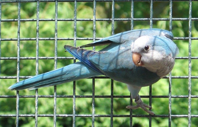 20100524male 005a.jpg