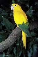 conure-doree-oiseau_124237376005681000.jpg