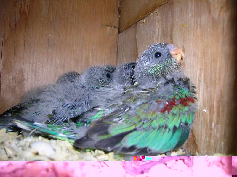 010 nvc vingtiÃ¨me jour.jpg