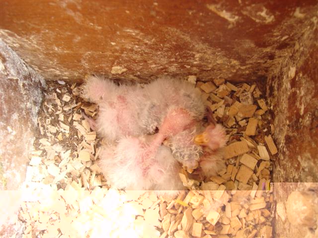 5 PETITES BOURKES LUTINO ET02 (Small).JPG