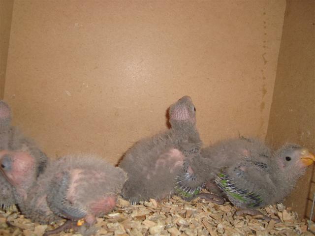 4 BARRABANDS Ã  14 JOURS 03 (Small).JPG