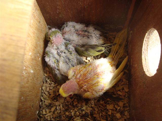 3 PETITES ELEGANTES ET UNE LUTINO (Small).JPG