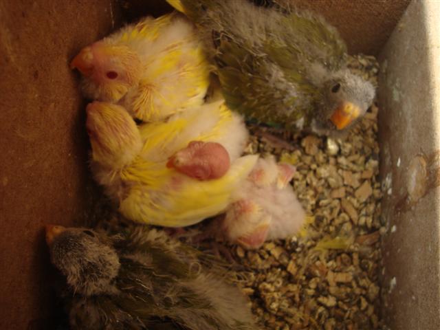 LES 5 ELEGANTES DONT LE DERNIER PLUS PETIT (Small).JPG