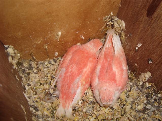 BOURKES RUBINO Ã  21 JOURS 01 (Small).JPG