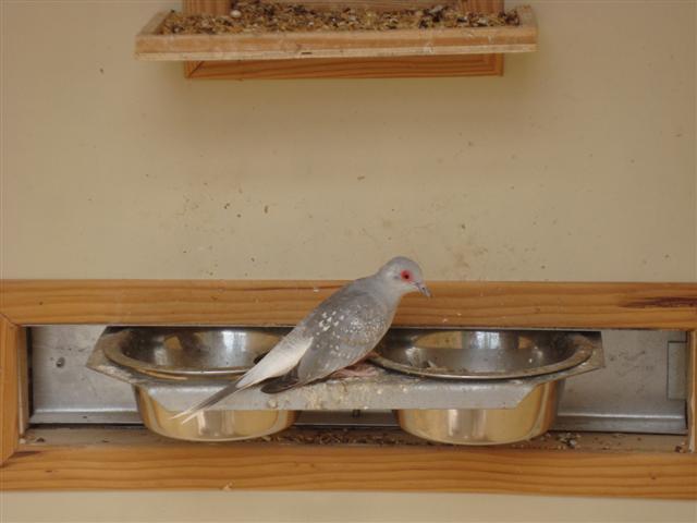 COLOMBE DIAMANT ARGENTEE MÂLE 02 (Small).JPG