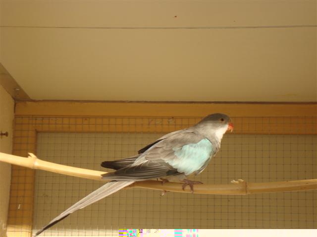 PDG BLEUE 01 (Small).JPG