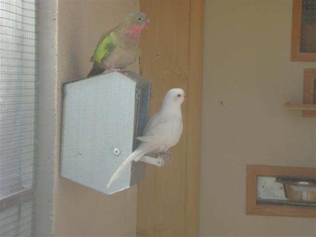 COUPLE DES JEUNES PDG (Small).JPG