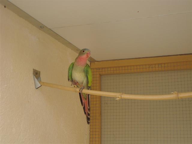 PRINCESSE DE GALLES 05 (Small).JPG