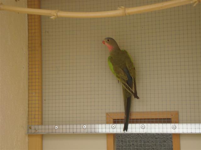 PRINCESSE DE GALLES 06 (Small).JPG