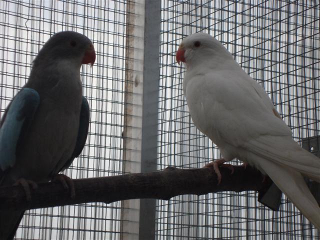 PDG BLANC ET FEMELLE BLEUE 02 (Small).JPG