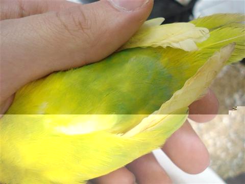 DSC01527 (Medium) (Custom).JPG