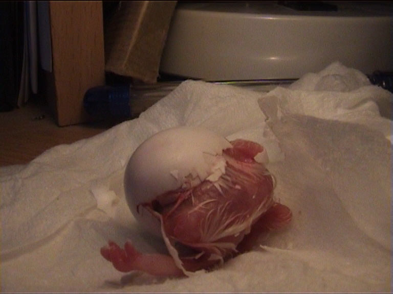 cÃ©sarienne 13.jpg