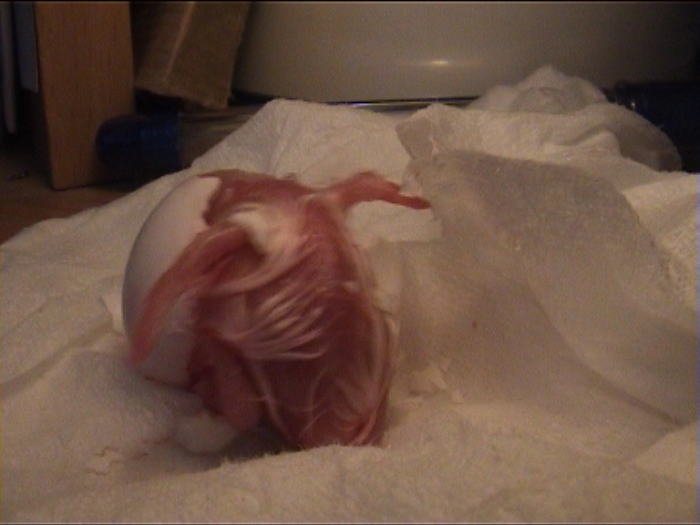 cÃ©sarienne 14.jpg