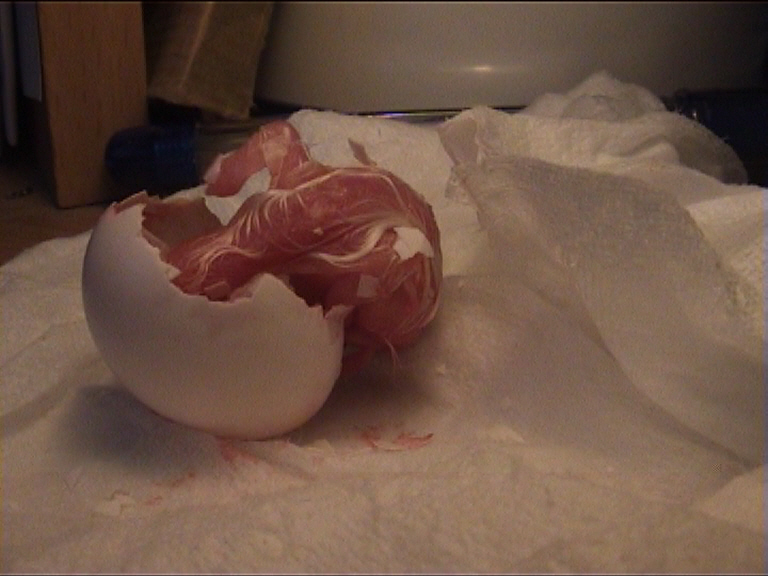 cÃ©sarienne 16.jpg