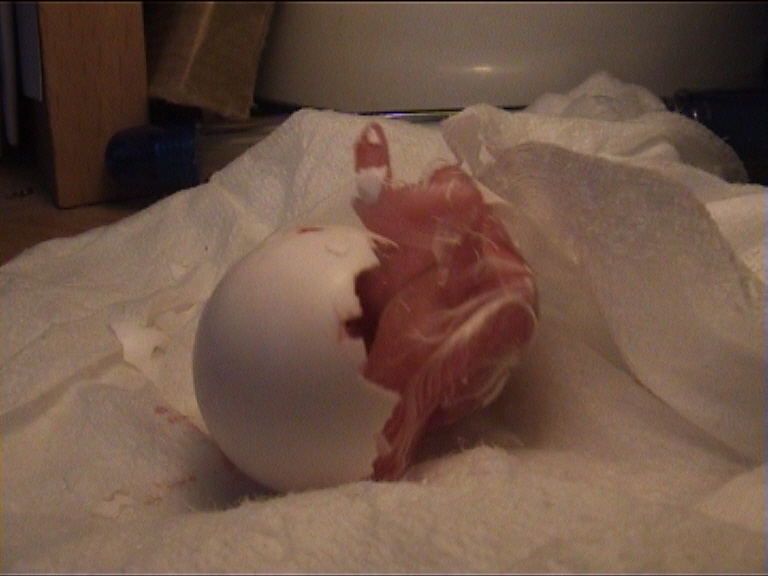 cÃ©sarienne 17.jpg