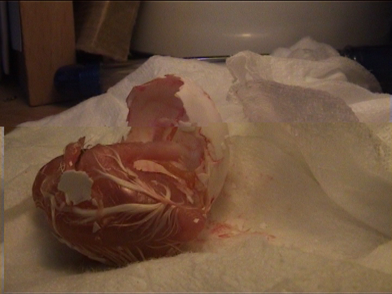 cÃ©sarienne 20.jpg