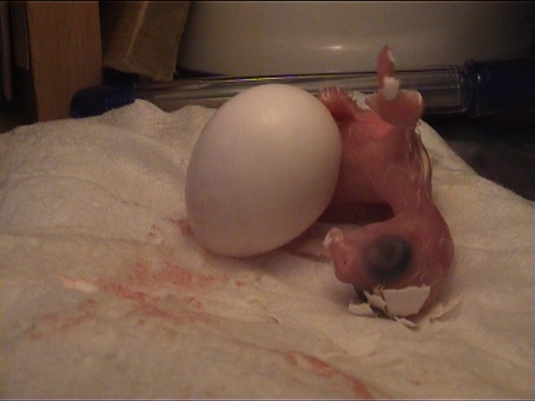 cÃ©sarienne 22.jpg