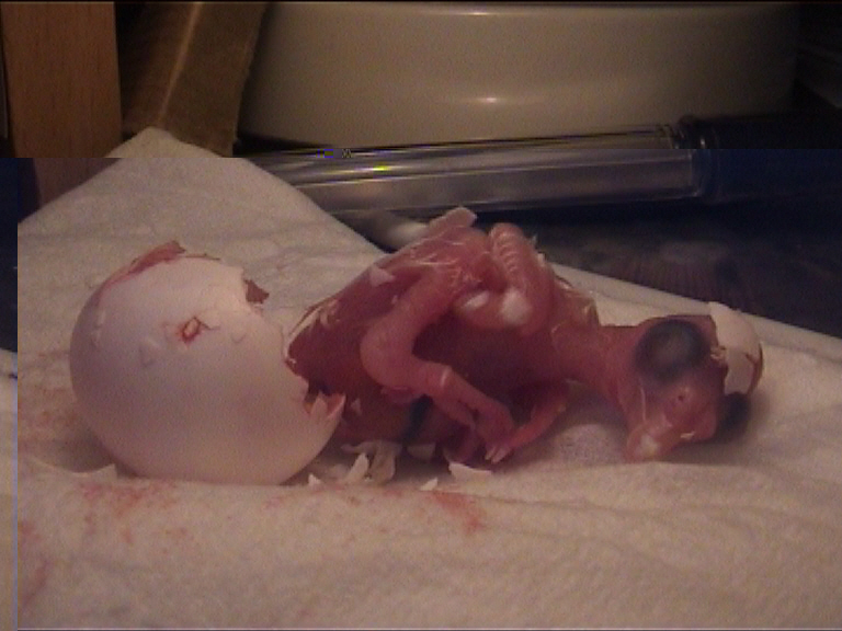 cÃ©sarienne 24.jpg