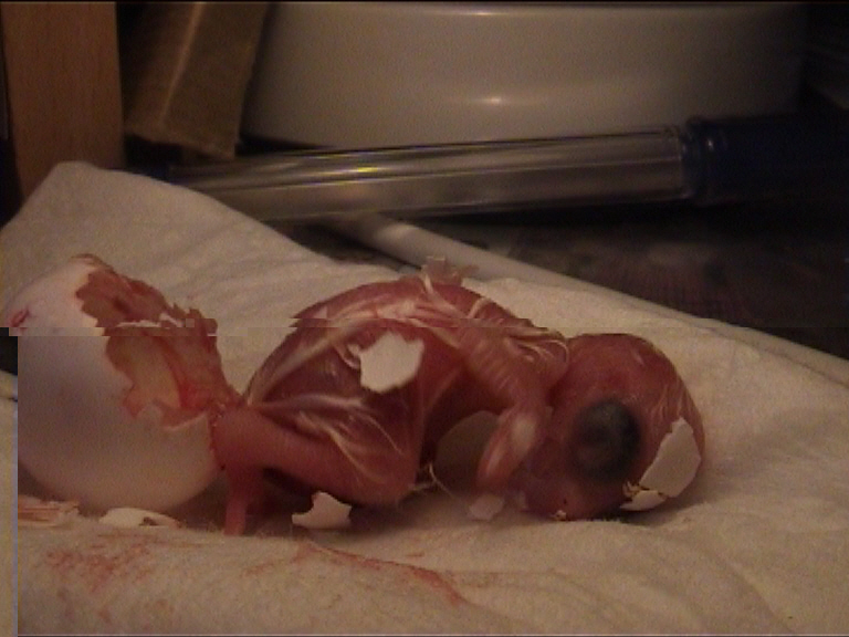 cÃ©sarienne 25.jpg