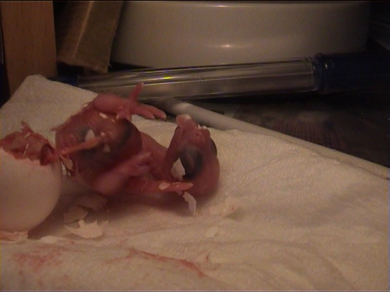 cÃ©sarienne 26.jpg