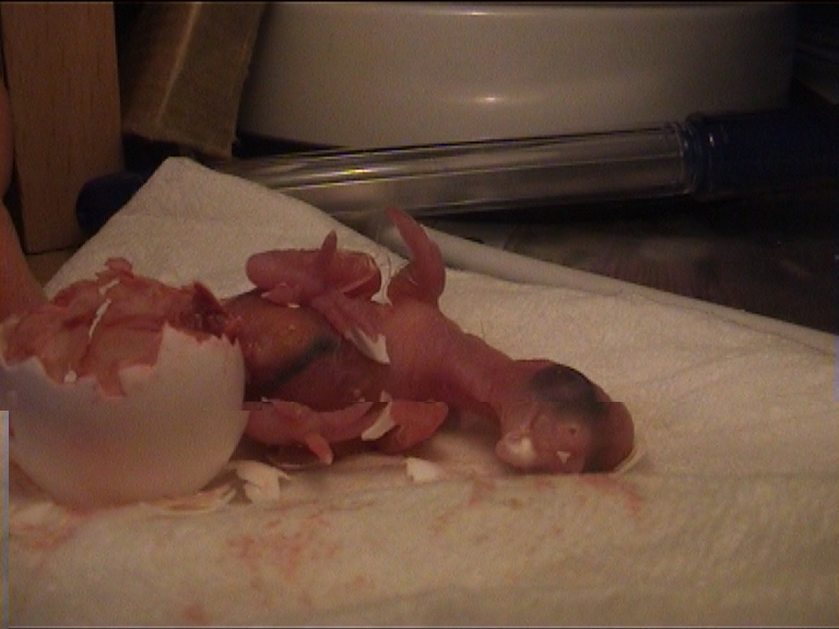 cÃ©sarienne 27.jpg