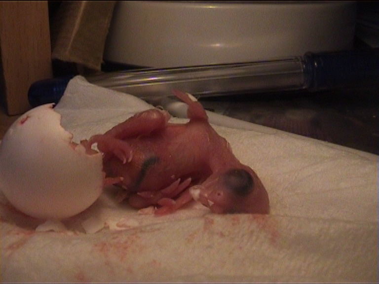 cÃ©sarienne 28.jpg