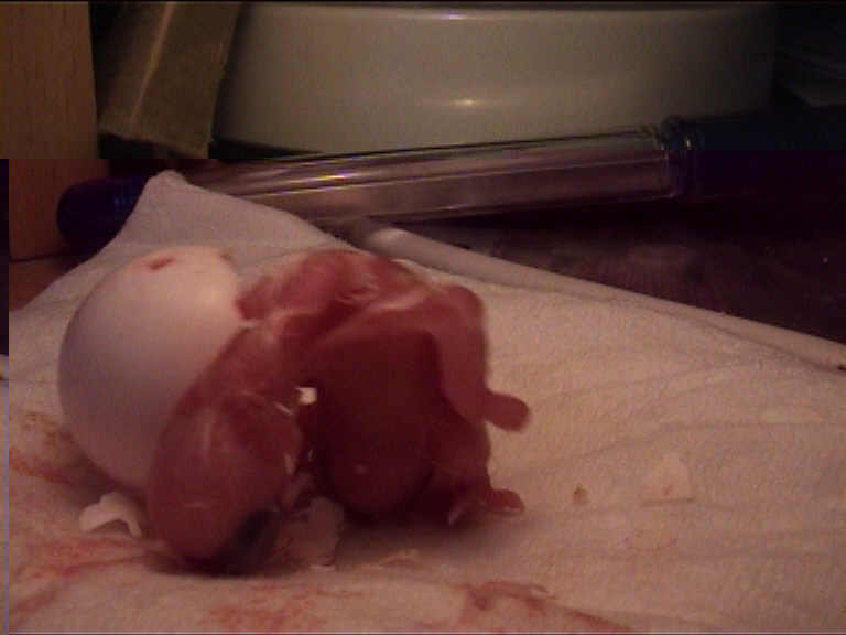 cÃ©sarienne 29.jpg