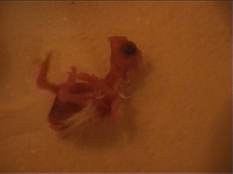 CALIMERO 2 heures.jpg