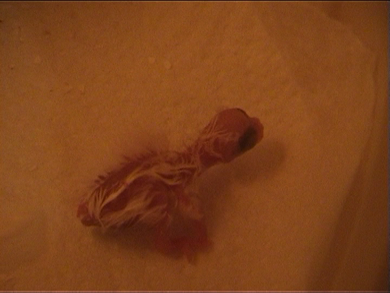 CALIMERO 2 heures 3.jpg