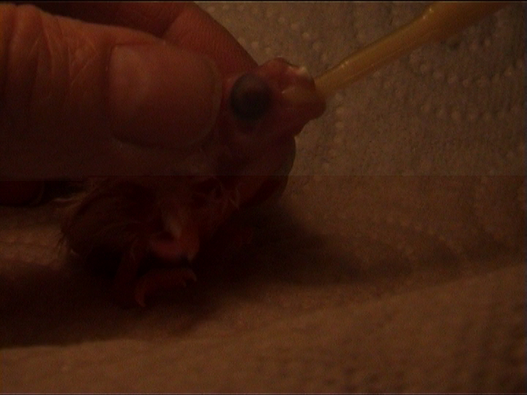 1er repas 3 juin minuit 1.jpg