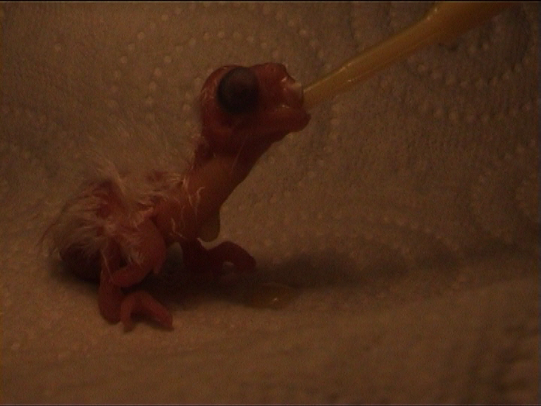 1er repas 3 juin minuit 3.jpg