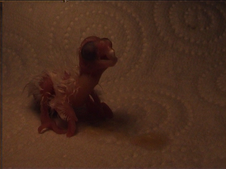 1er repas 3 juin minuit 4.jpg