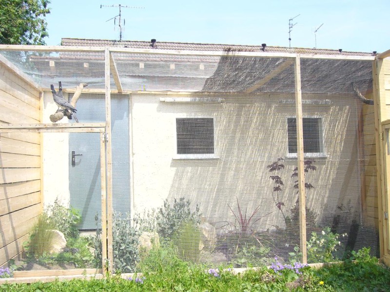 ELEVAGE VOLIERE TOURACOS.JPG