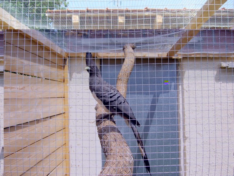 ELEVAGE TOURACO F.JPG