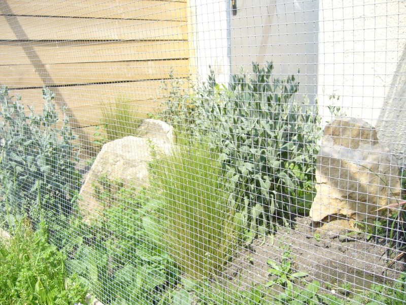 ELEVAGE VOLIERE TOURACOS 5.JPG