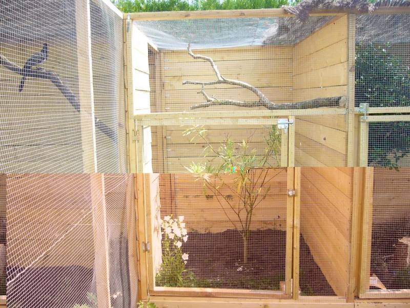 ELEVAGE VOLIERE GONOLEKS.JPG