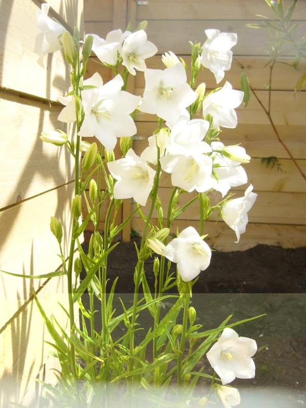 ELEVAGE VOLIERE GONOLEKS 4.JPG