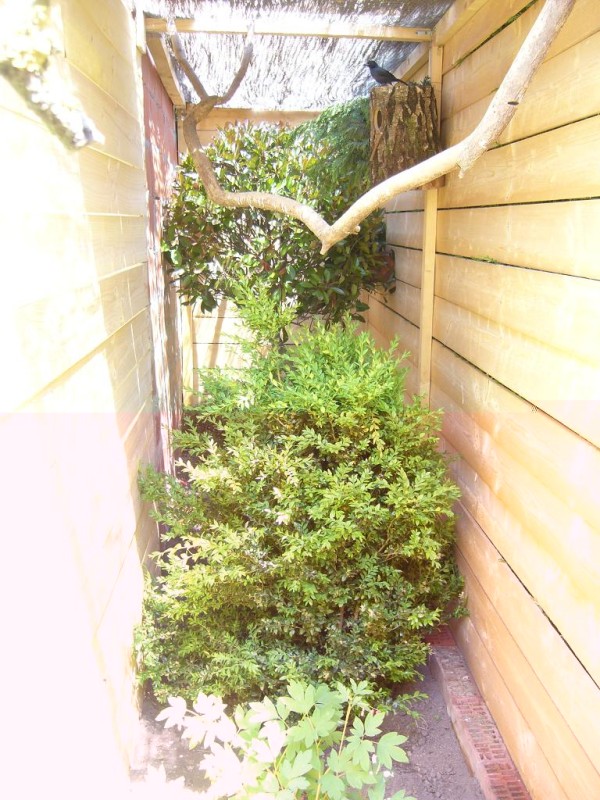 ELEVAGE VOLIERE GONOLEKS 2.JPG