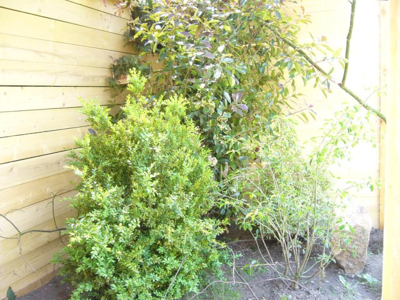 ELEVAGE VOLIERE MC 1.JPG